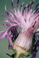 Centaurea stoebe (chaber nadreński)