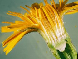 Leontodon autumnalis ssp. autumnalis (brodawnik jesienny typowy)