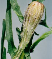 Leontodon autumnalis ssp. autumnalis (brodawnik jesienny typowy)