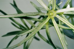 Galium verum s.str. (przytulia właściwa)