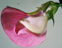 Lathyrus sylvestris (groszek leśny)