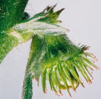 Agrimonia eupatoria (rzepik pospolity)