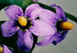 Solanum dulcamara (psianka słodkogórz)