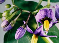 Solanum dulcamara (psianka słodkogórz)