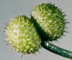 Galium aparine (przytulia czepna)