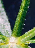 Galium aparine (przytulia czepna)