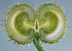 Galium aparine (przytulia czepna)