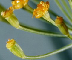 Anethum graveolens (koper ogrodowy)