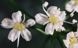 Pimpinella saxifraga