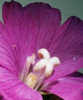 Epilobium hirsutum (wierzbownica kosmata)