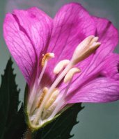 Epilobium hirsutum (wierzbownica kosmata)