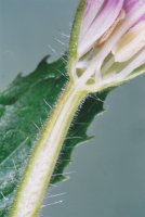 Epilobium hirsutum (wierzbownica kosmata)