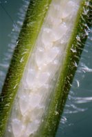 Epilobium hirsutum (wierzbownica kosmata)