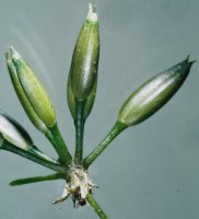 Chaerophylum temulum