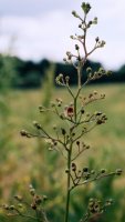 Scrophularia nodosa