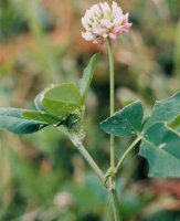 Trifolium hybridum ssp. hybridum (koniczyna białoróżowa typowa)