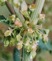 Rumex crispus (szczaw kędzierzawy)