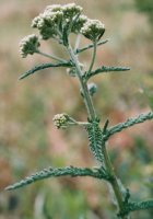 Achillea millefolium s.str. (krwawnik pospolity (s.str.))