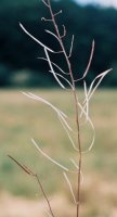 Cardaminopsis arenosa ssp. arenosa (rzeżusznik piaskowy typowy)