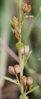 Veronica serpyllifolia (przetacznik macierzankowy)