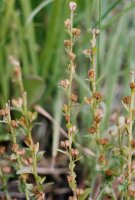 Veronica serpyllifolia (przetacznik macierzankowy)