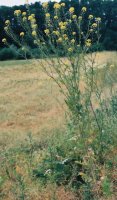 Sisymbrium loeselii (stulisz Loesela)