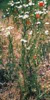 Matricaria maritima ssp. inodora