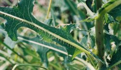 Lactuca serriola (sałata kompasowa)