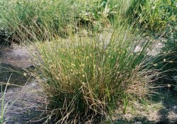 Juncus conglomeratus