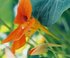 Tropaeolum majus (nasturcja większa)