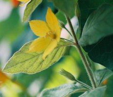 Lysimachia punctata