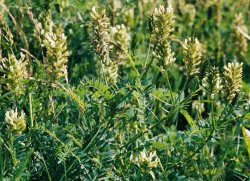 Astragalus cicer