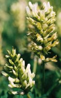 Astragalus cicer