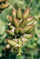 Astragalus cicer