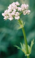 Valeriana officinalis