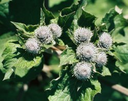 Arctium tomentosum (łopian pajęczynowaty)