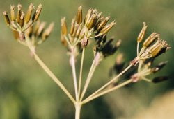 Anthriscus sylvestris