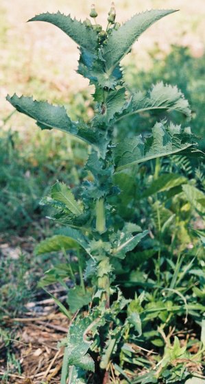 Sonchus asper