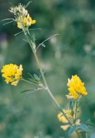 Medicago falcata