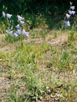 Campanula rotundifolia