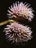 Galium aparine