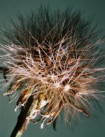 Leontodon autumnalis ssp. autumnalis (brodawnik jesienny typowy)