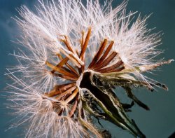 Leontodon autumnalis ssp. autumnalis (brodawnik jesienny typowy)