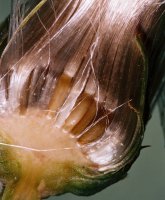 Cirsium arvense (ostrożeń polny)