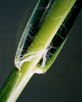 Setaria pumila (włośnica sina)