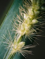 Setaria pumila (włośnica sina)