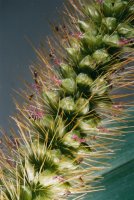 Setaria pumila (włośnica sina)