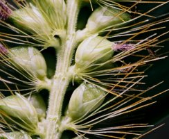 Setaria pumila (włośnica sina)