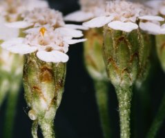 Achillea millefolium s.str. (krwawnik pospolity s.str.)