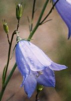 Campanula rotundifolia									